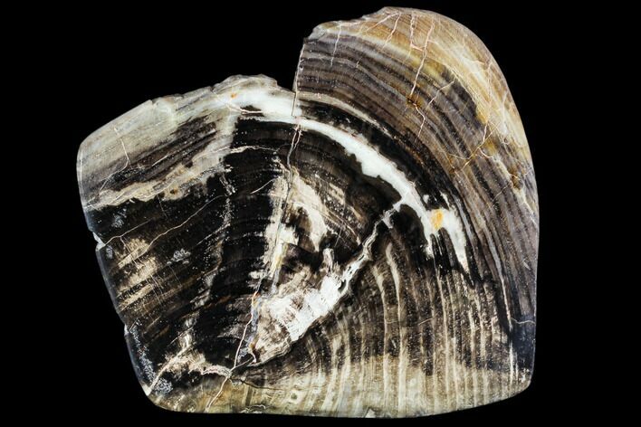 Petrified Wood Slice - Tom Miner Basin, Montana #104888